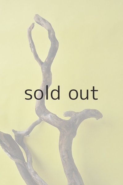 画像4: 大型 流木根 (4)