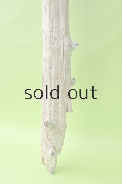 画像2: 幹流木 (2)