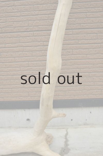 画像3: 大型 変形幹 (3)