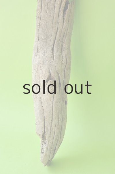 画像2: 幹流木 (2)