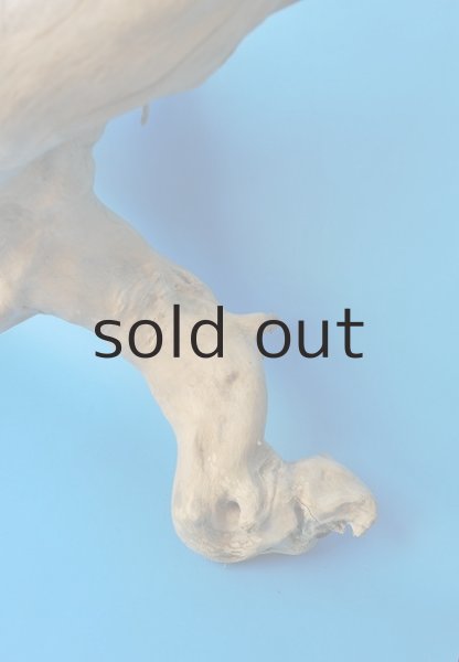 画像3: 大型 根 (3)