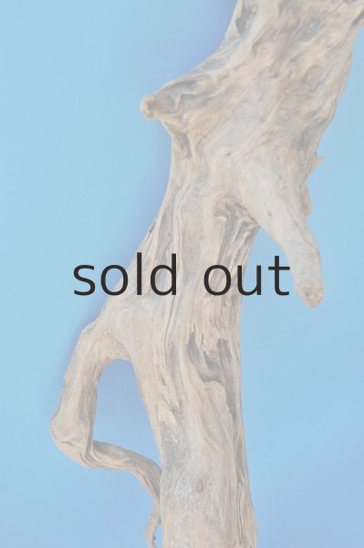 画像4: 大型 根 (4)