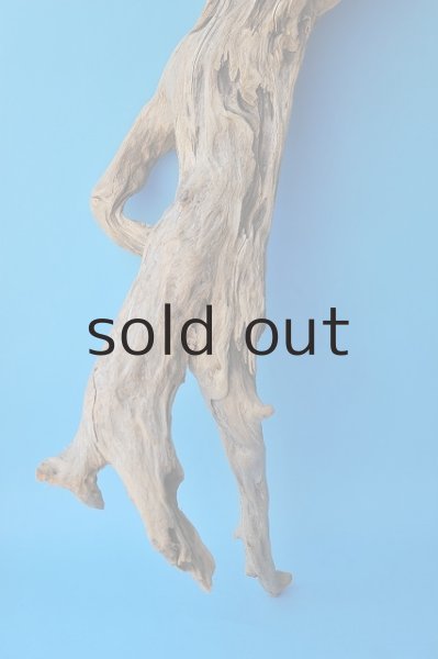 画像2: 大型 根 (2)