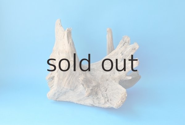 画像2: 流木根 (2)