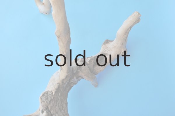 画像3: 大型 根 (3)