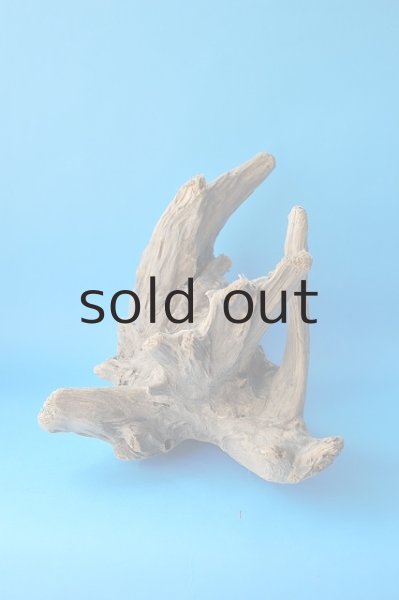 画像4: 流木根 (4)