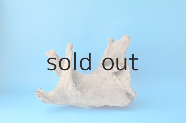 画像3: 流木根 (3)