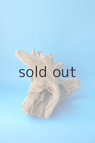 画像5: 流木根 (5)