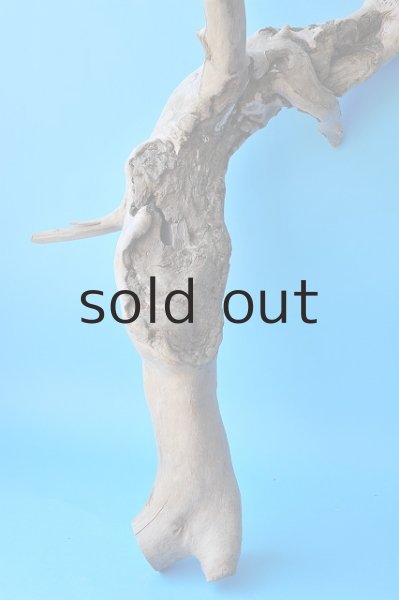 画像2: 大型 根 (2)