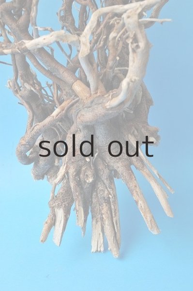 画像2: 流木根 (2)