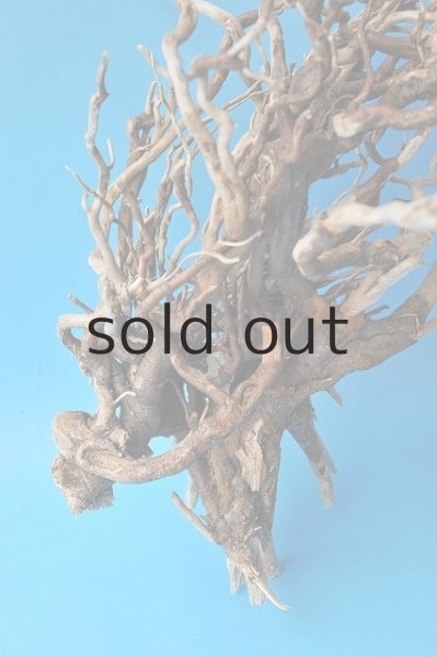 画像3: 流木根 (3)