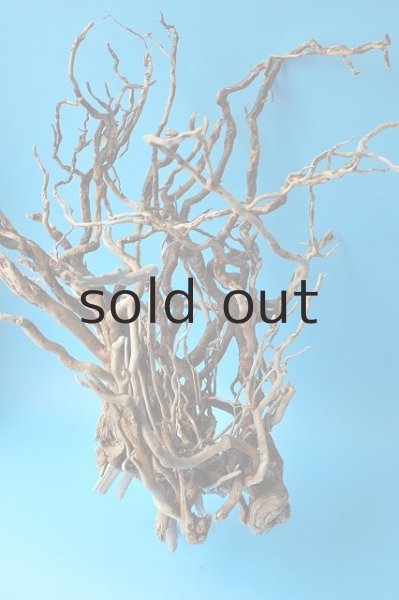 画像4: 流木根 (4)