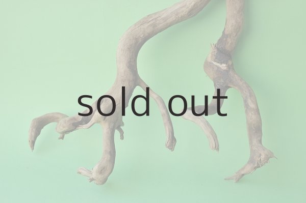 画像2: 流木根 (2)