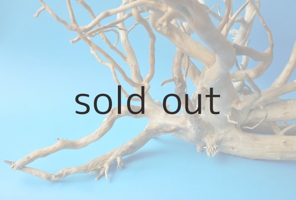 画像5: 流木根 (5)