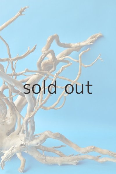 画像2: 流木根 (2)