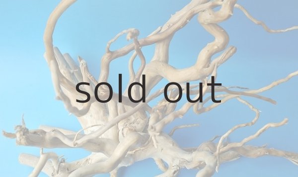 画像4: 流木根 (4)