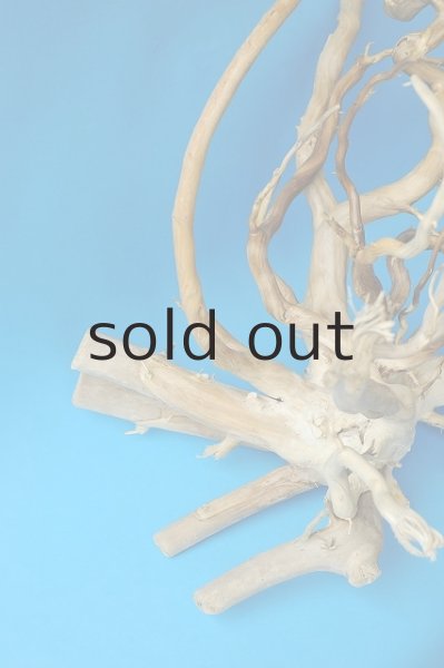 画像3: 流木根 (3)