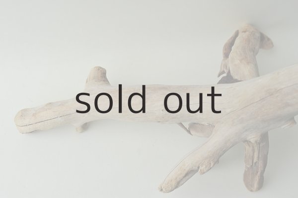 画像3: 流木根 (3)