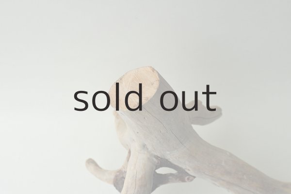 画像2: 流木根 (2)