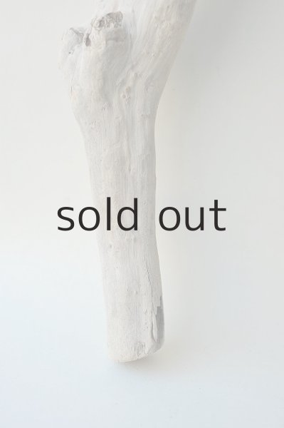 画像2: 幹流木 (2)