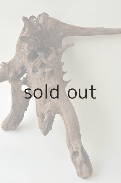 画像3: 流木根 (3)