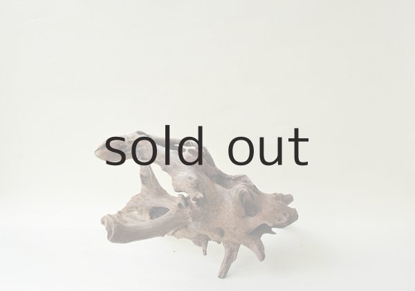 画像4: 流木根 (4)