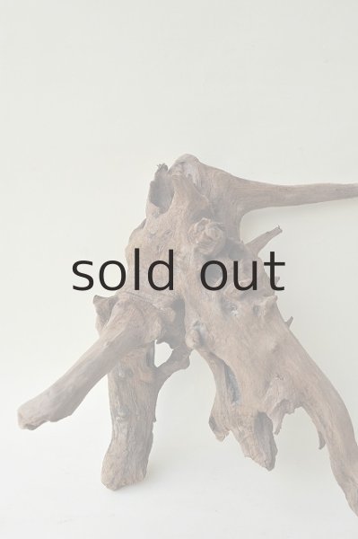 画像2: 流木根 (2)