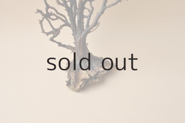 画像2: 小枝・細枝流木 (2)