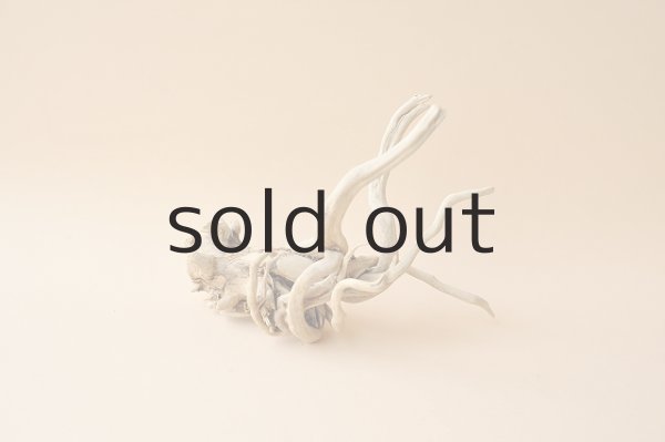 画像2: 流木根 (2)