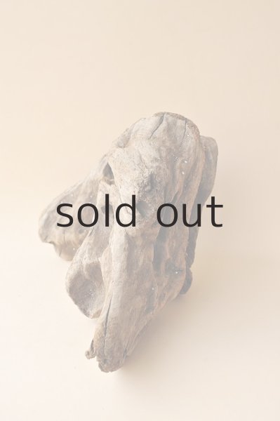 画像2: 流木根 (2)