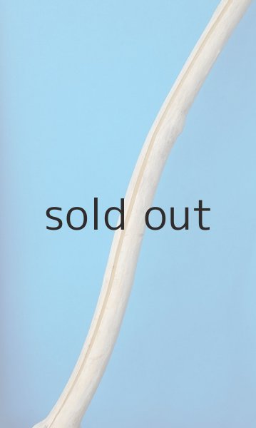 画像4: 幹流木 (4)