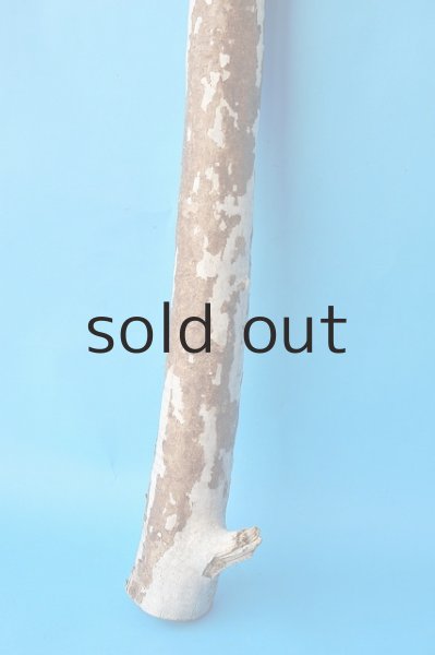 画像2: 幹流木 (2)