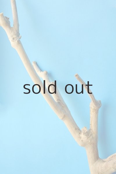 画像3: 幹流木 (3)