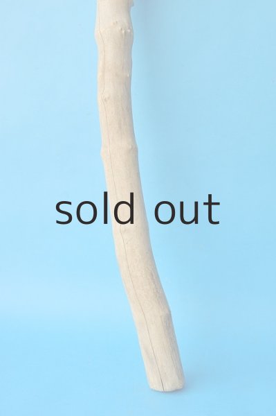 画像2: 幹流木 (2)