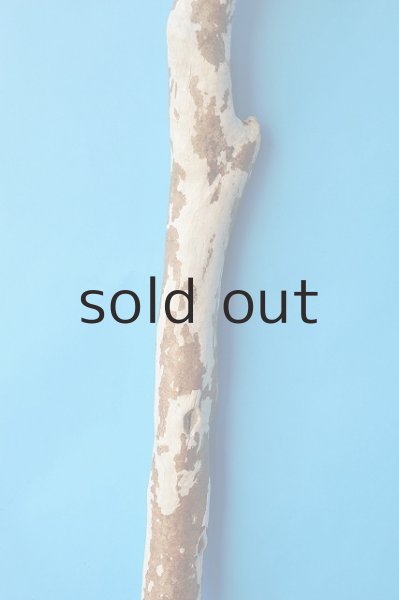 画像3: 幹流木 (3)