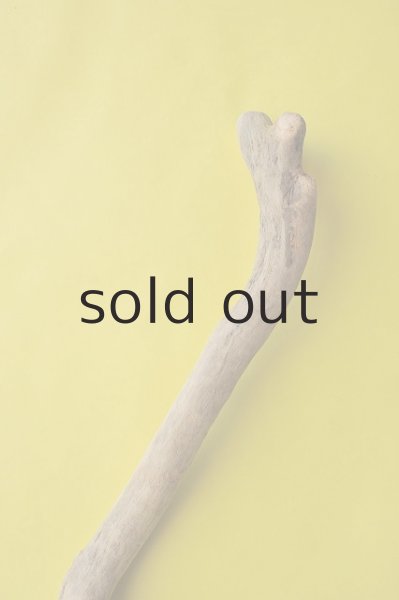 画像4: 幹流木 (4)