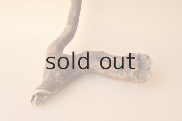 画像2: 流木根 (2)