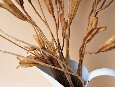 画像2: Dry plants for decor デコール用乾燥ユリ（LLサイズ・15本セット）