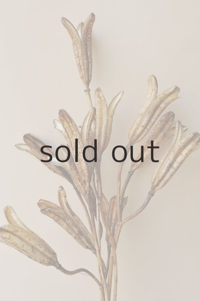 画像2: Dry plants for decor デコール用乾燥ユリ（Sサイズ・15本セット） (2)