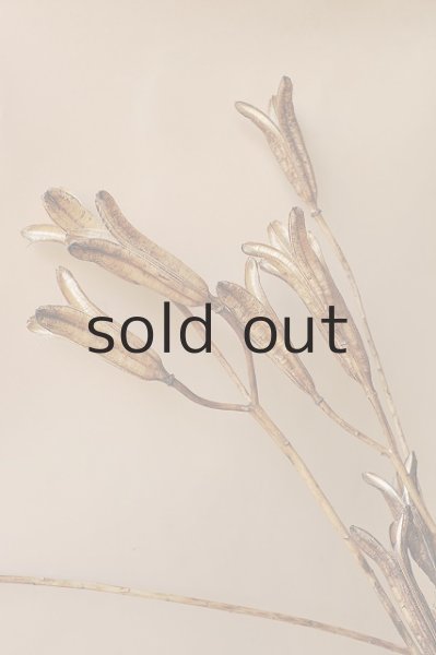 画像3: Dry plants for decor デコール用乾燥ユリ（Sサイズ・15本セット） (3)