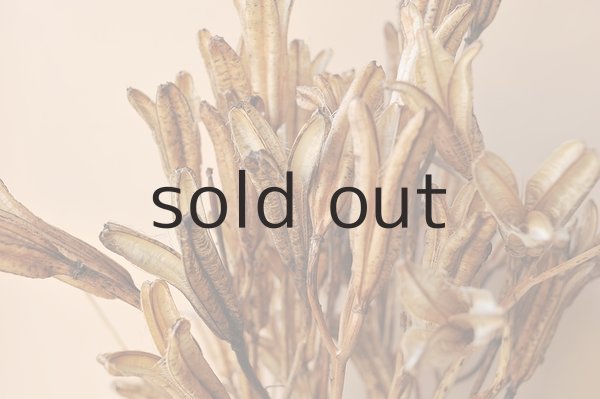 画像4: Dry plants for decor デコール用乾燥ユリ（Sサイズ・15本セット） (4)