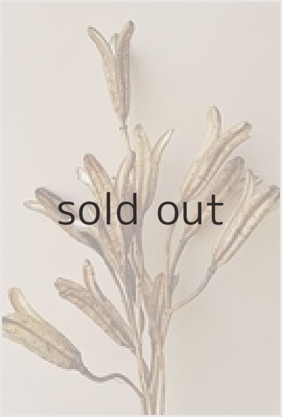 画像2: Dry plants for decor デコール用乾燥ユリ（Mサイズ・15本セット） (2)