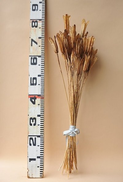 画像3: Dry plants for decor デコール用乾燥ユリ（Mサイズ・15本セット）