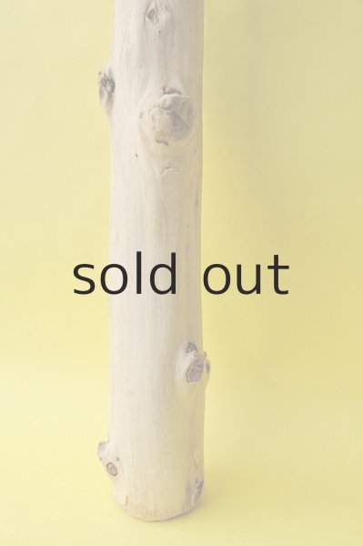 画像2: 幹流木 (2)