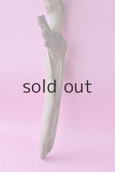 画像2: 幹流木 (2)