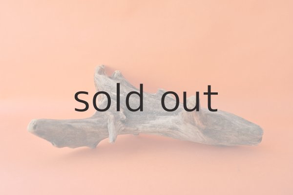 画像4: 流木根 (4)