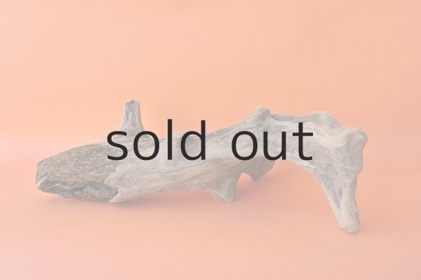 画像3: 流木根 (3)