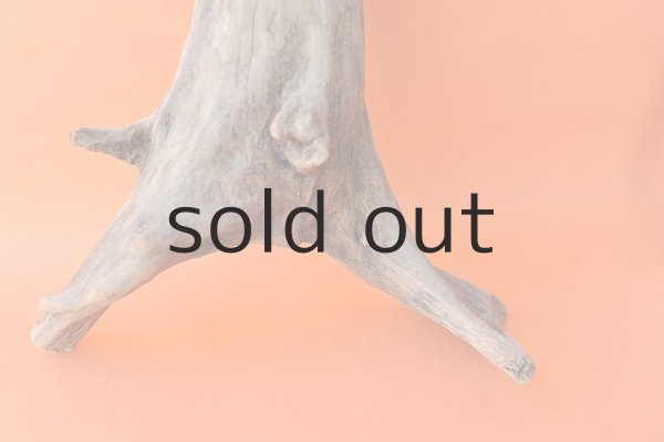 画像2: 流木根 (2)