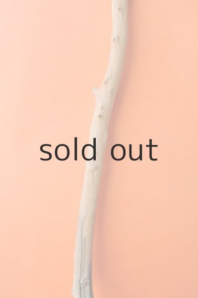 画像3: 幹流木 (3)