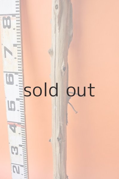 画像4: 幹流木 (4)